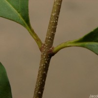 Ligustrum robustum (Roxb.) Blume